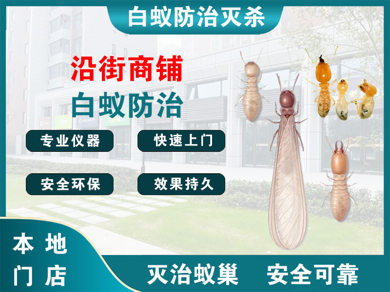 泰兴沿街商铺白蚁防治