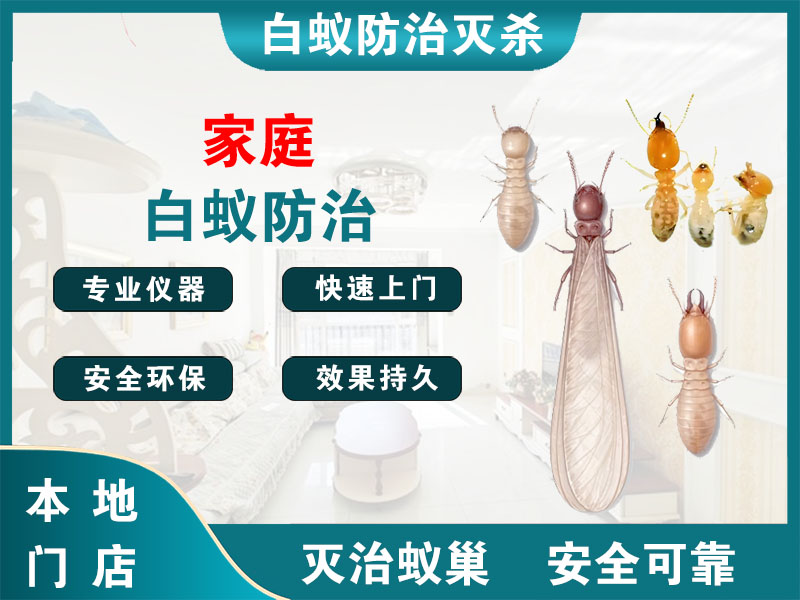 泰兴家庭白蚁防治